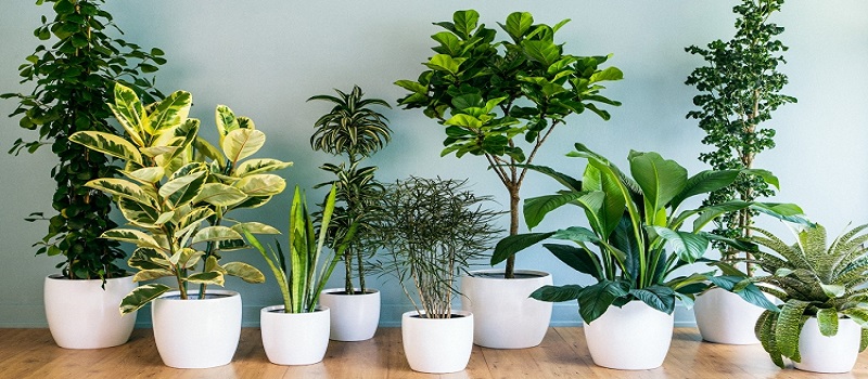 Know About Various Uses Of Indoor Plants